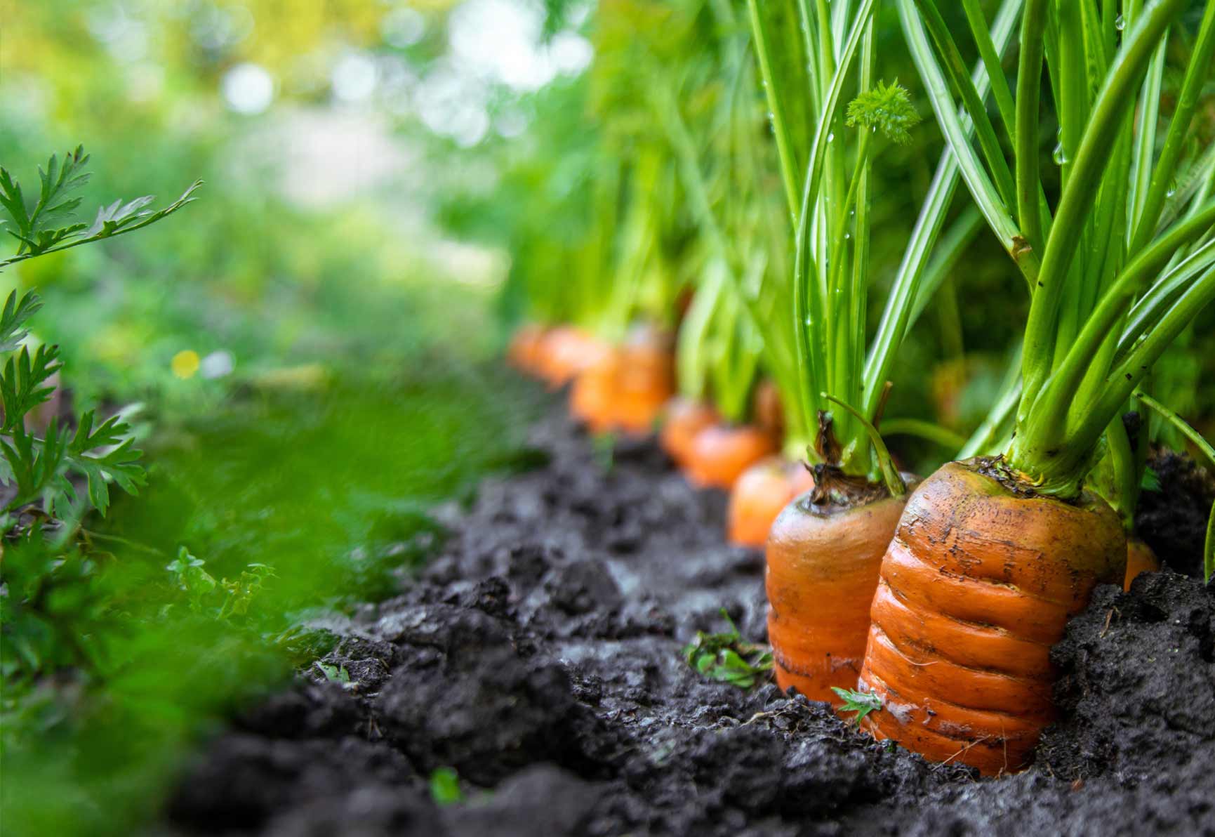 carrots in soil